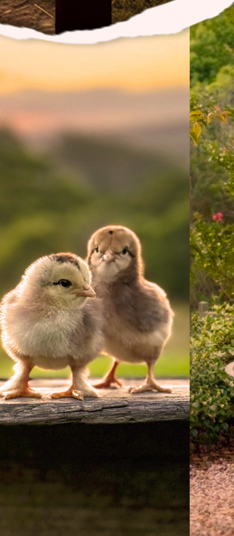 Four fluffy chicks lined up on a log