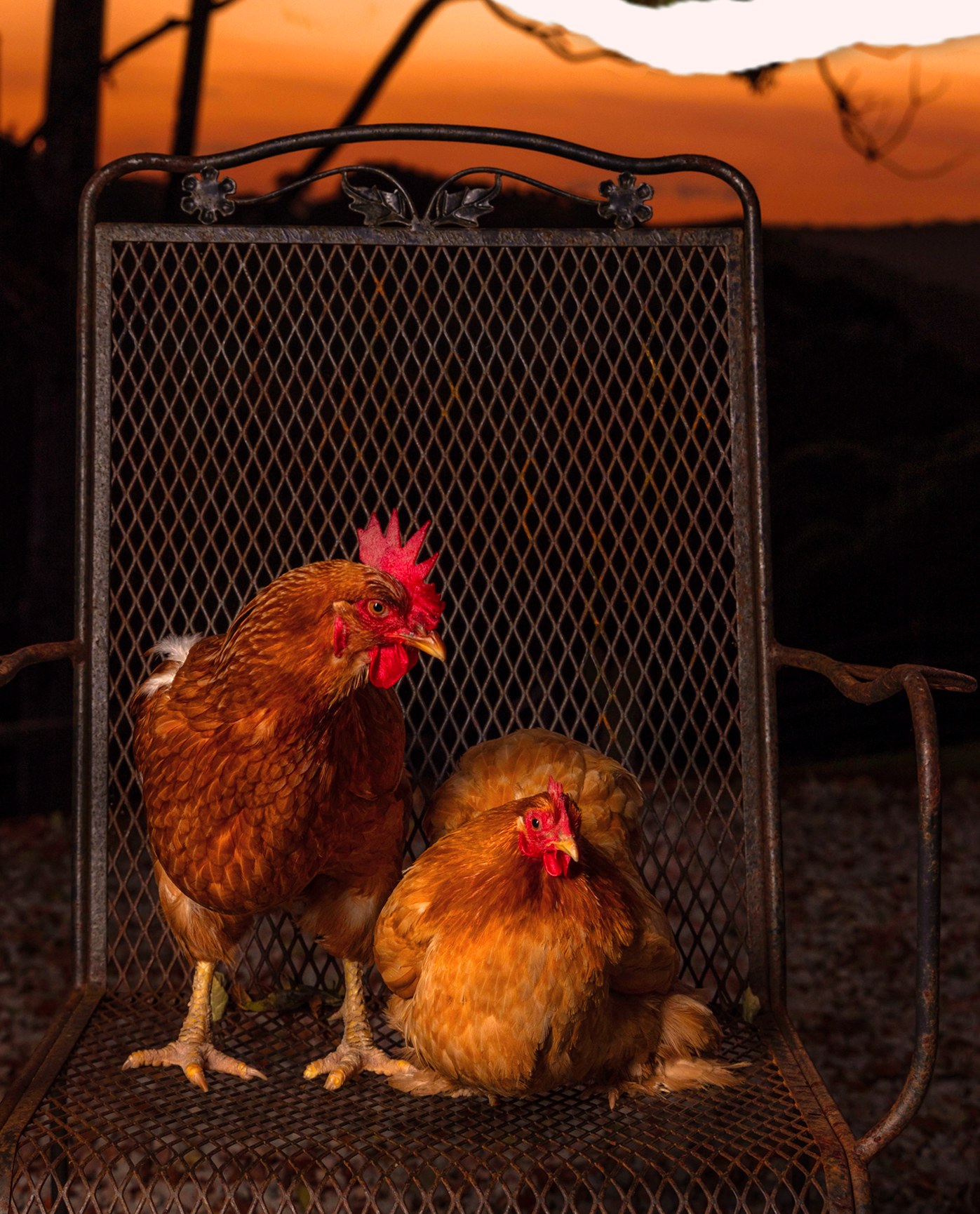 Two hens perched in the chicken run at Tranquil Valley