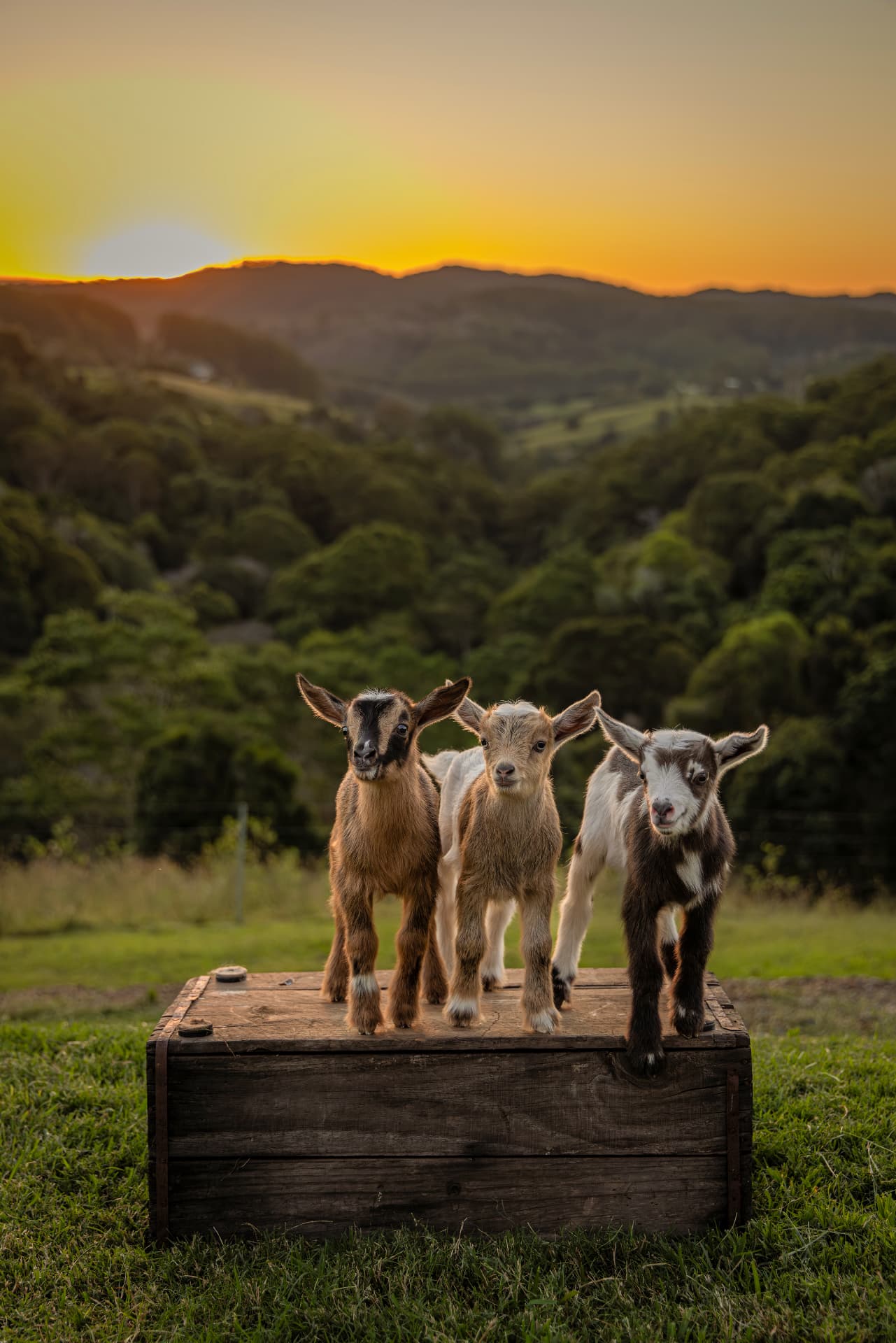 Three Nigerian Dwarf goat kids on a wooden crate at sunset above the Noosa hinterland