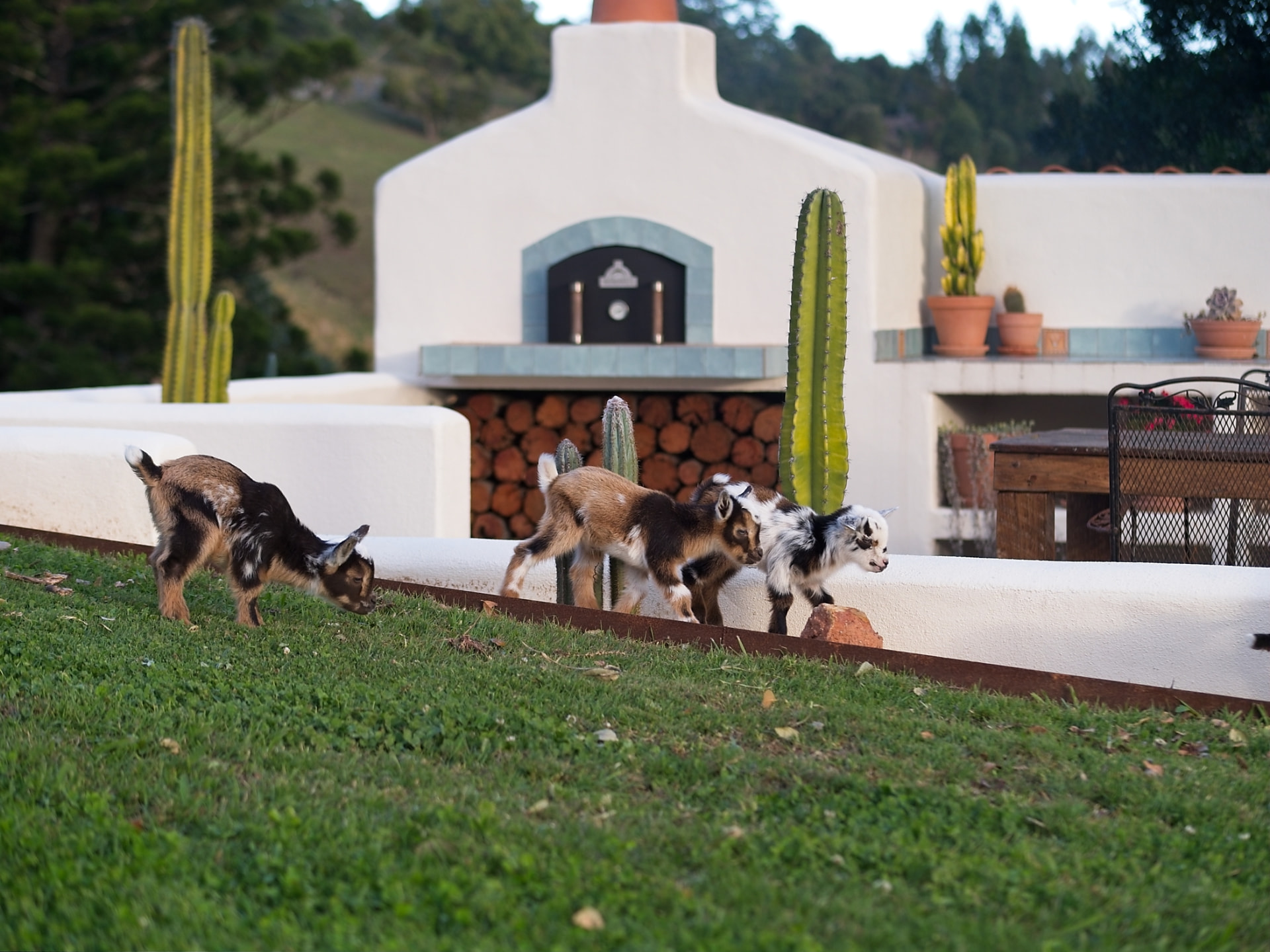 Baby Nigerian Dwarf goats exploring the farm